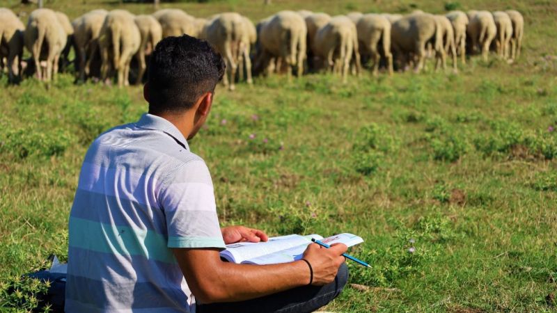  Liseli çoban, koyunlarını güttüğü tepelerde üniversiteye hazırlanıyor