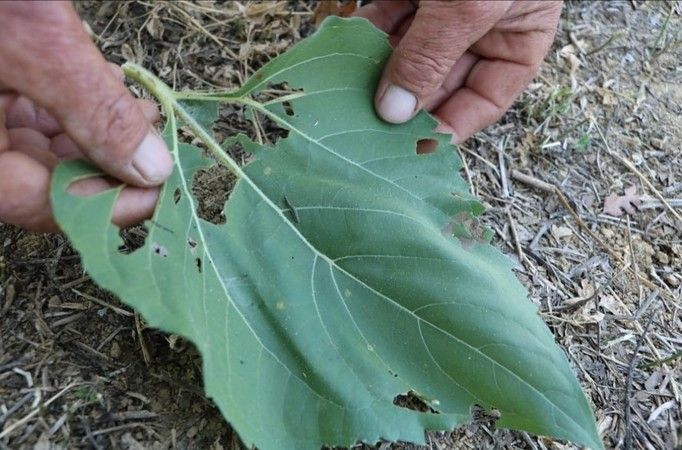 Ayçiçeği çayır tırtılı zararlısına karşı mücadele başladı