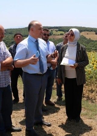 Ayçiçeği çayır tırtılı zararlısına karşı mücadele başladı