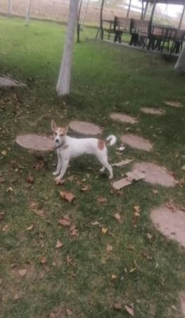 Şaşkına çeviren köpek hırsızlığı