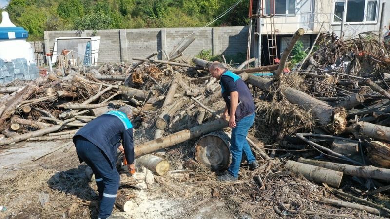 Budanan ağaçlar ihtiyaç sahiplerine yakacak odun oluyor