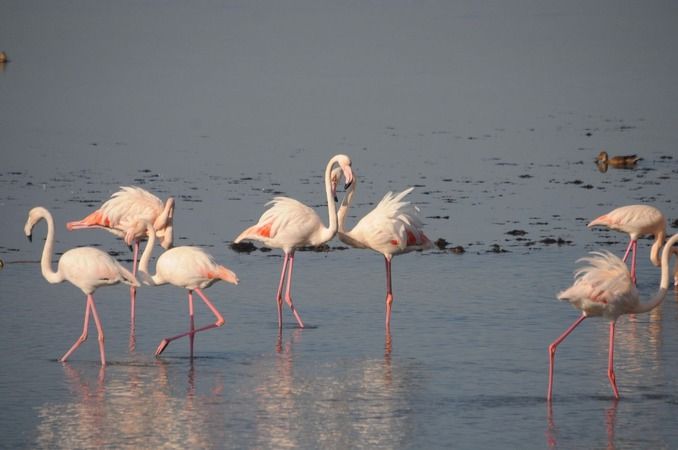 Flamingolar İzmit Körfezi'ne akın etti