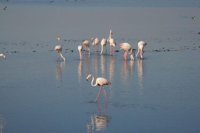 Flamingolar İzmit Körfezi'ne akın etti