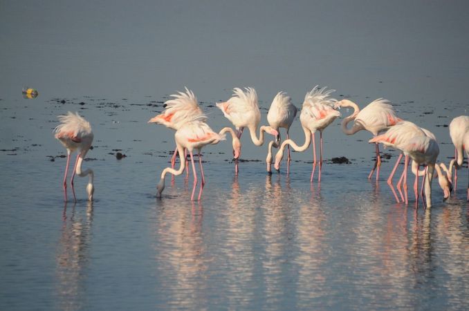 Flamingolar İzmit Körfezi'ne akın etti