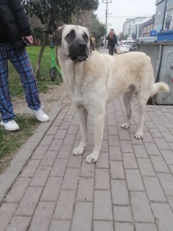 Vatandaş köpeğe saldırdı