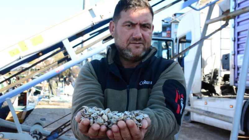 Kefken Limanı'ndan çıkan kum midyeleri dünyaya yayılıyor