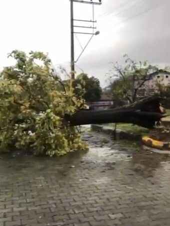 Kocaeli'de şiddetli rüzgar ağacı kökünden söktü