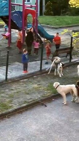 Sokak köpekleri yavru köpeği ve kediyi parçaladı