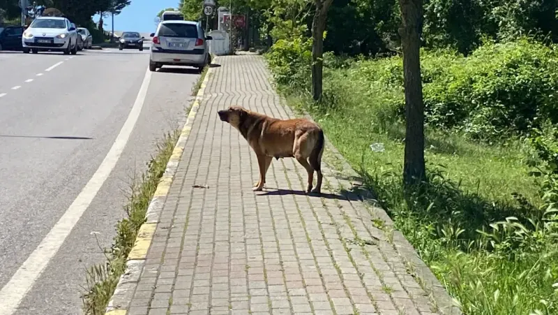 Sokak köpekleri yavru köpeği ve kediyi parçaladı