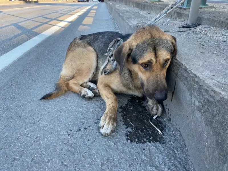 Yaralı köpeği polis kurtardı